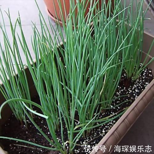 盆栽|4步教你盆栽小葱,又粗又“肥硕”,不用再去菜市场买啦
