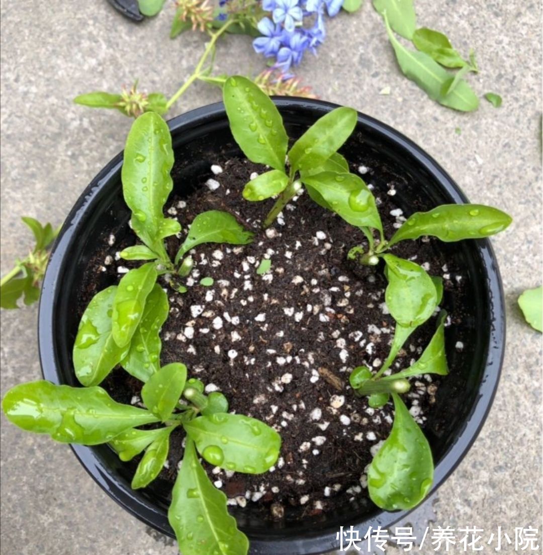 修剪|立秋了，扦插5种花，生根快，容易成活