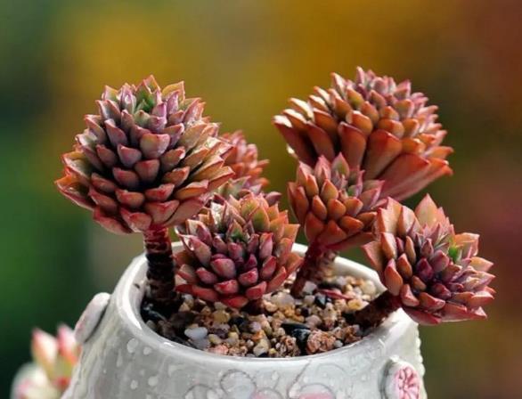 早春养多肉最忌做5件事,以防给肉肉带来冻伤烂根的现象