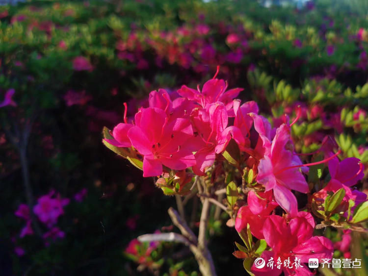 临沂这里遍地芬芳，快来与杜鹃花来一场“夏天之约”吧|花开齐鲁| 临沂