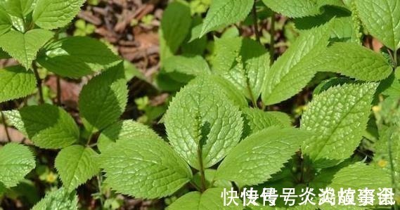 笔者|农村一种野草,人称“四大天王”,连蛇都怕它,但民间价值很珍贵