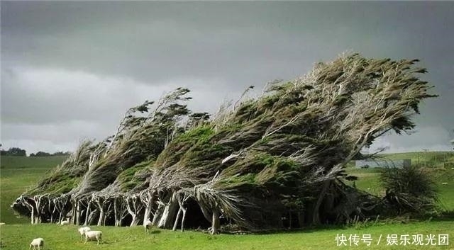 沦陷|全世界最美的10棵树，最后一棵美了一千多年，只需一眼便沦陷