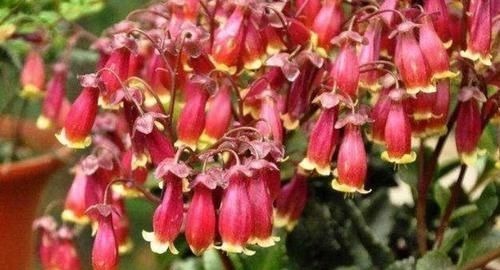 开花最香的4种花,家里养一盆,花姿妖娆,四季繁花似锦,美