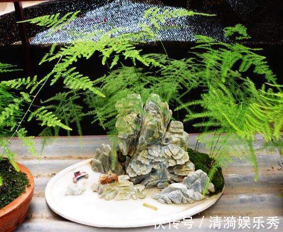 每月给文竹盆里埋几颗“豆”，新芽蹭蹭冒，一年花开就结果！