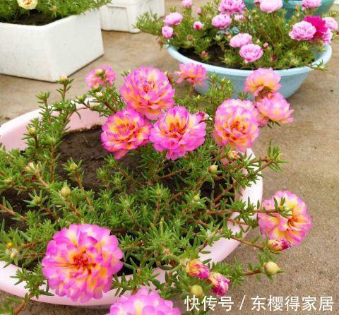 霜降|太阳花开花少，试试这个方法，花比叶多，开花到霜降