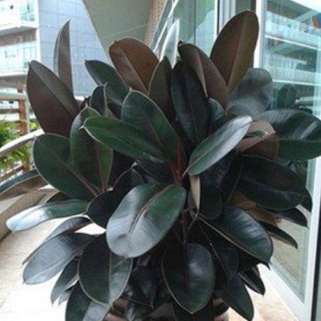 “4种花”养家里,空气1级棒,吸甲醛、杀病菌,枝繁叶茂