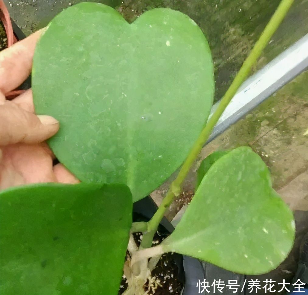 琴叶榕|大叶子耐阴花，室内一定养，叶子比脸大，真凉快