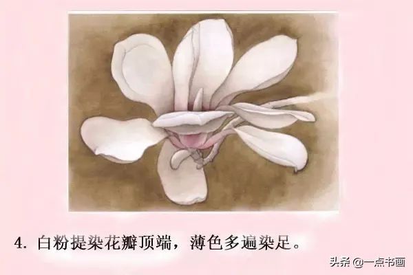 鸳鸯#图文教程——工笔玉兰画法