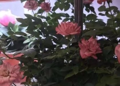 想要成为养花高手,必须戒掉这三个恶习,不然养啥都是徒劳的