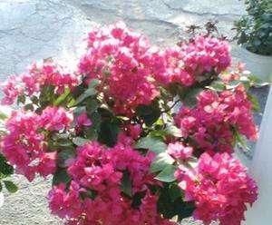 种花|7种花，就得穷养，用破盆，少浇水，丢阳台，越长越旺