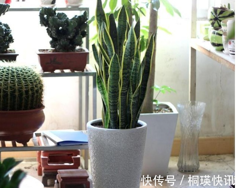 植物|君子兰、虎皮兰,“它”的汁液滴上3—4滴,统统窜“爆”盆