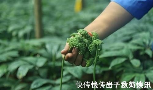 雄黄酒|是药三分毒,5种中药已被拉入伤肝黑名单,平时不要盲目服用