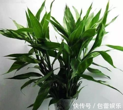 富贵竹离不开这种水,加一点,不烂根、不黄叶,家里吉祥富贵