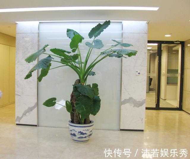 洋水仙|6种“有毒花”,连叶片都有毒,很多人家里都养了,看看你中招没