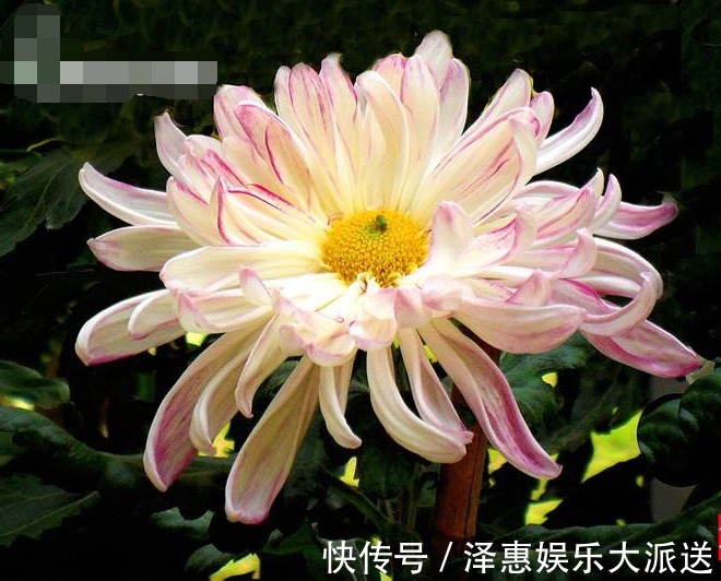 喜欢养菊,不如养盆“十大名菊”玉壶春,花似荷花,娇艳欲滴!美