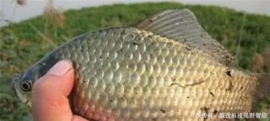 个头|小鱼闹窝？野钓用这几招，中钩的都是大板鲫