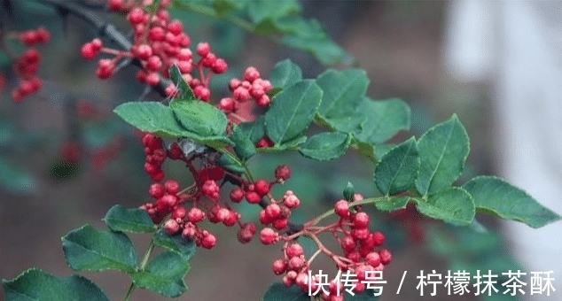 院子栽树有讲究，栽对能旺宅，这3种树不能出现！我家就栽错了