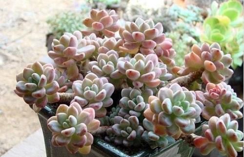 养多肉植物选它，造型别致，香味宜人，养护简单，值得拥有！