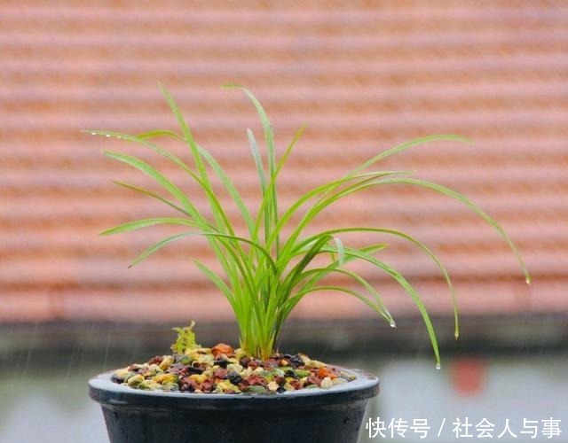 兰花叶片比花高,剪短兰花的叶片会影响开花吗!