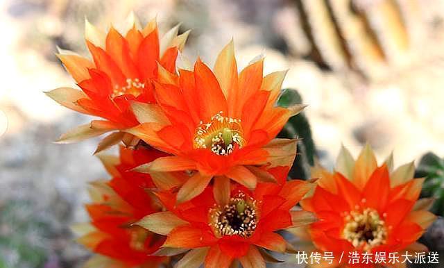 球属|养仙人球,“高手”这样养,做到几点,什么品种也开花