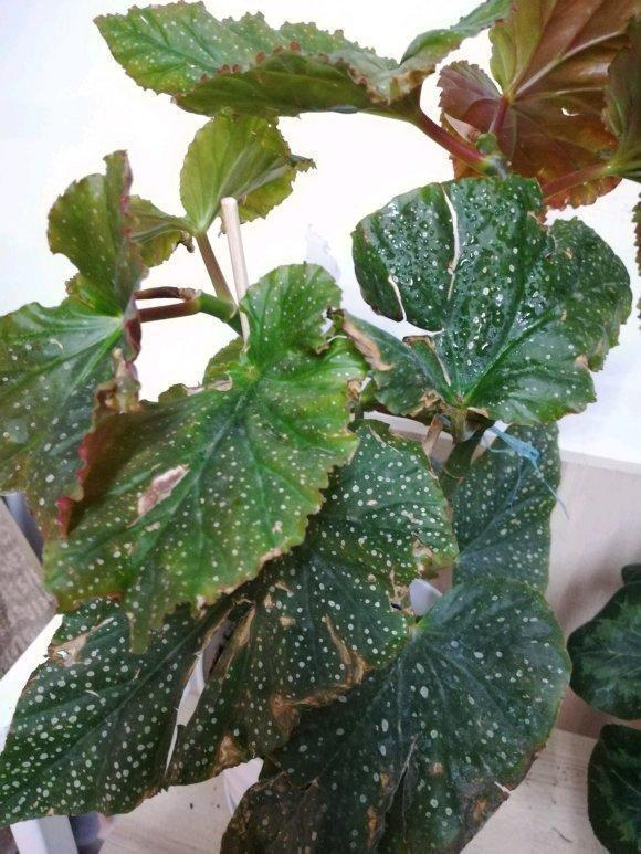 耐阴怕晒的花,一晒叶子就发黄干裂,放阴凉地养得好!