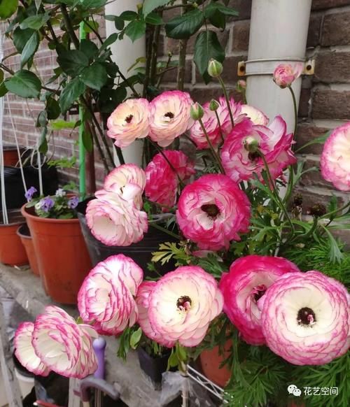 最美“芹菜花”,土里埋两个爪子,3日爆芽,养着养着就开满盆!