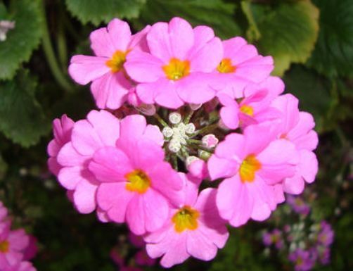 几种花深受花友的喜欢,开花爆盆很简单,家里养几盆,直接变花海