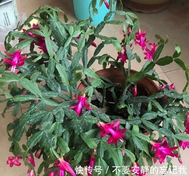 浇水|三角梅,蟹爪兰开花少,教你一个“土方法”,轻松爆花!