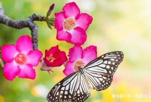 快要临近夏天，这3种花号称“热不死”，天越热花开的越旺