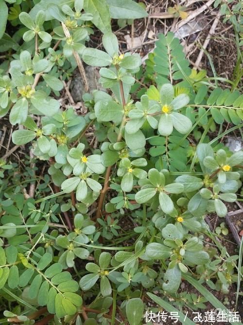 盘点|孕妇不能吃的东西大盘点,全在这里了,不需要到处查找了!