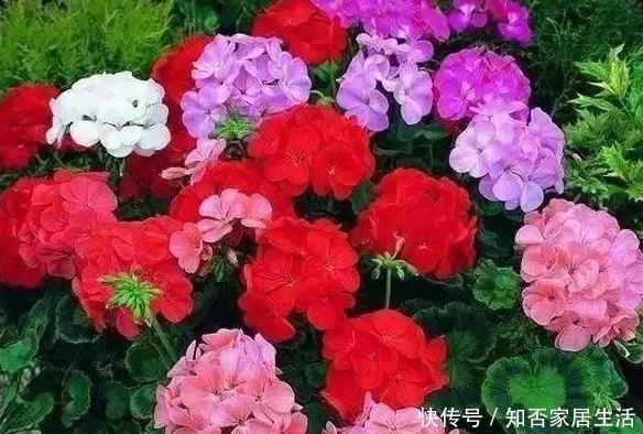 新手养护花卉,掌握重要3步,花开不断,叶绿花多,开成大花球