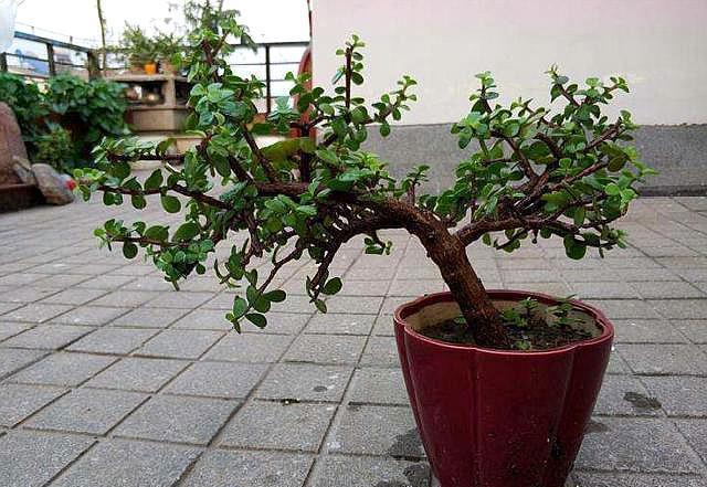 想养盆景就选“它”,一根“小枝条”,变成大“盆景”,只需一年