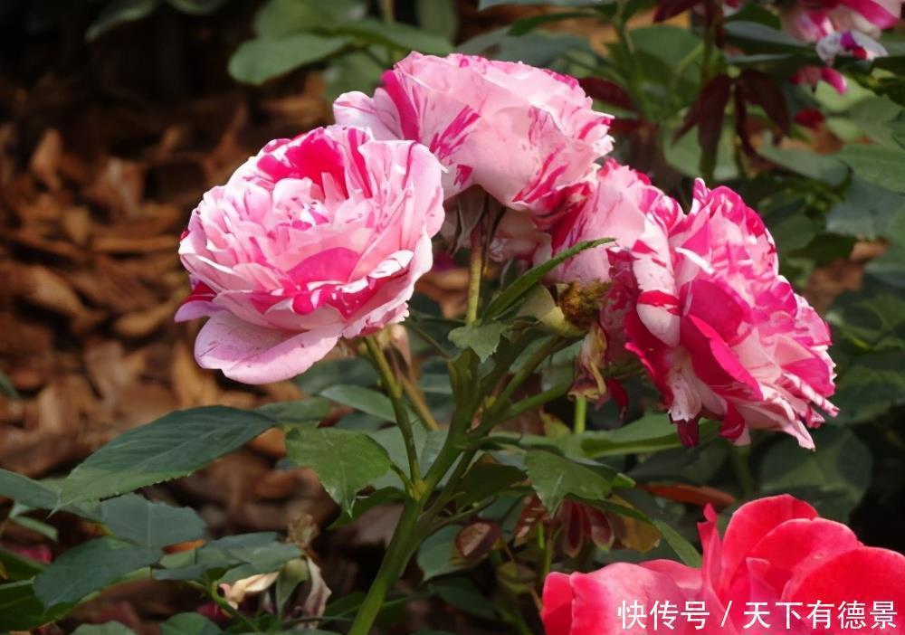 五色梅|这些漂亮花,有个“赖名字”,开花美如画,叫着太“尴尬”