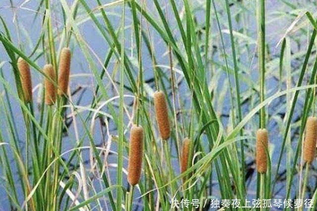 1种野草像“香肠”，若在池塘边看到它，请爱惜，珍贵、有价值！