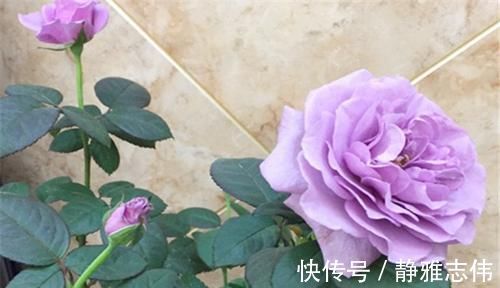 3种花漂亮又好养,花大色艳,埋土里就能活,室内也能种