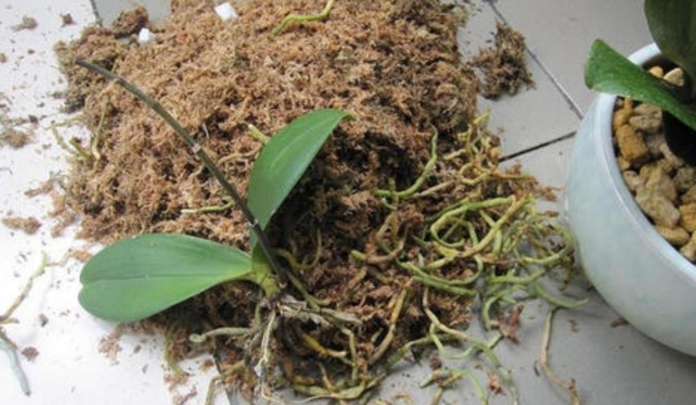 蝴蝶兰开完花别扔掉，简单处理做好养护，下年还能开花