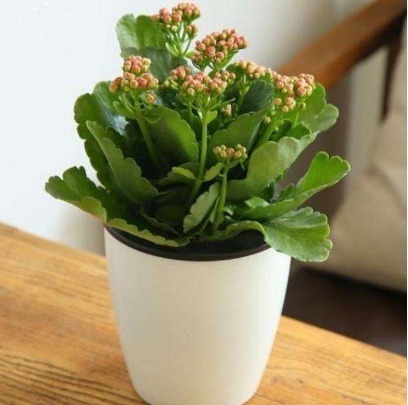 黄叶|长寿花不开花,还容易黄叶,老花农教你4招,叶片油绿,花比叶多