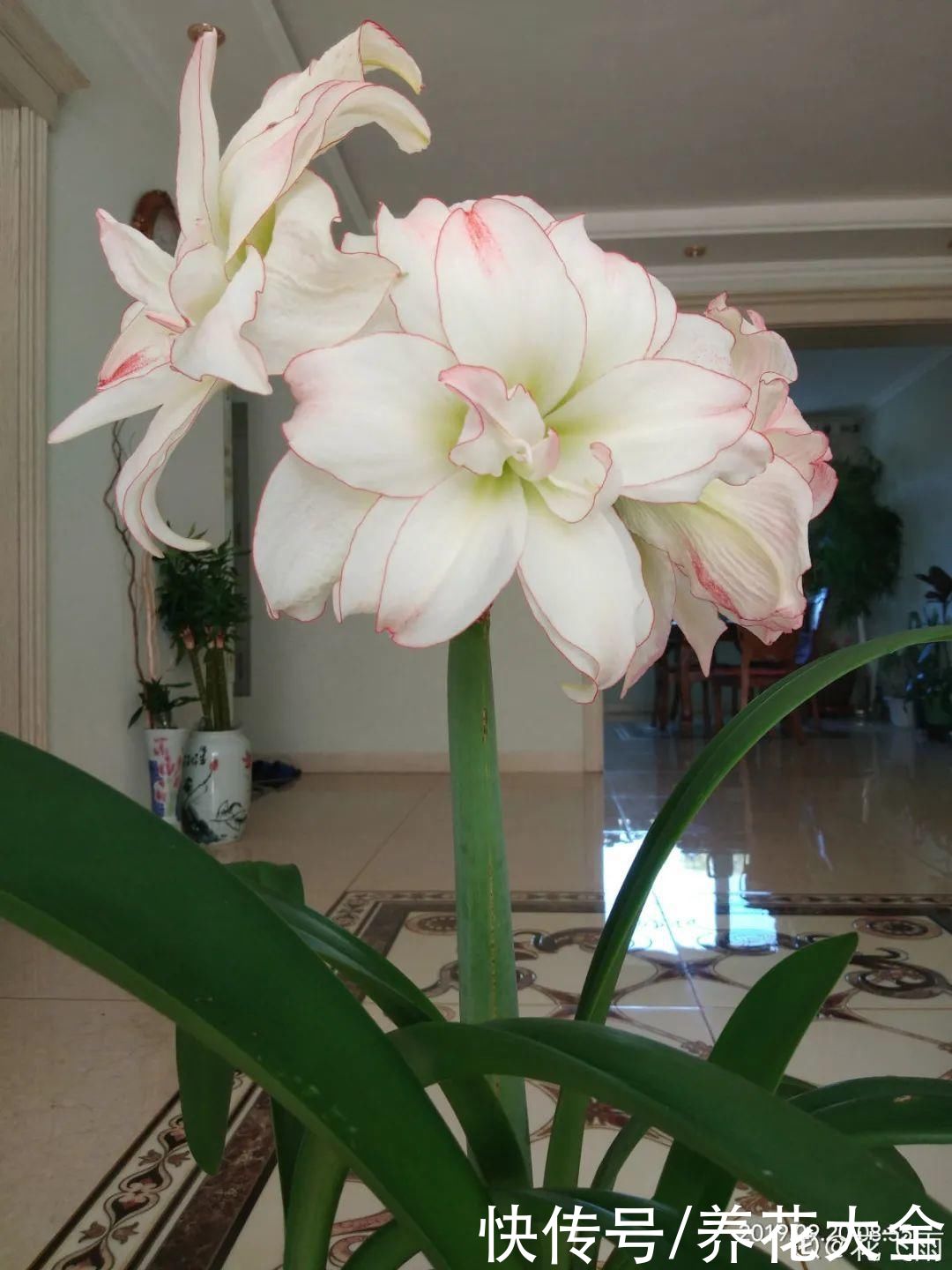 冬天好养的花，皮实不娇气，颜值高上档次，咋养都开花