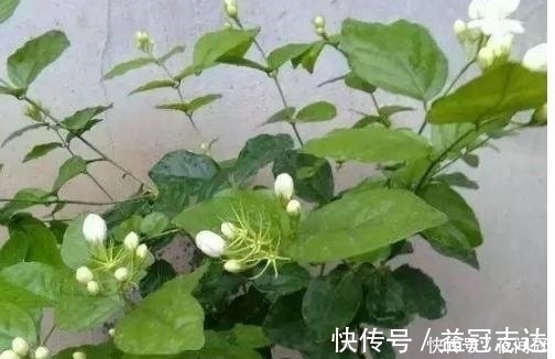 发黄|盆栽叶子发黄?浇水时加2滴这东西,很快就能变的绿意盎然