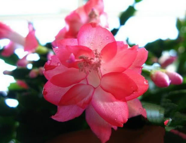 想让“蟹爪兰”开花不断，现在就做好“4点”，秋天一次开爆盆！