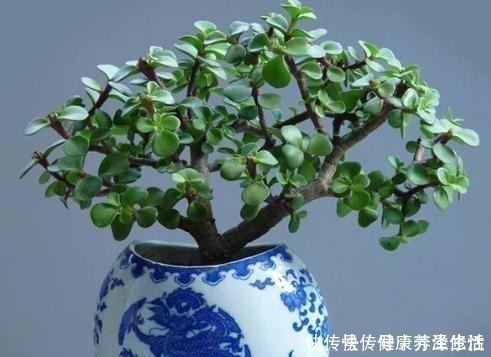 金枝玉叶特好养,3个“小事”做对了,枝粗叶肥,1年变老桩!