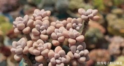 白牡丹|5款多肉普货,在家里养上几盆,好养又省心还有观赏性