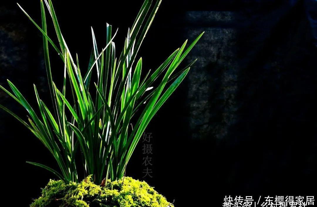 花盆|茶叶渣放兰花盆可以吗?兰友:到时候就后悔了