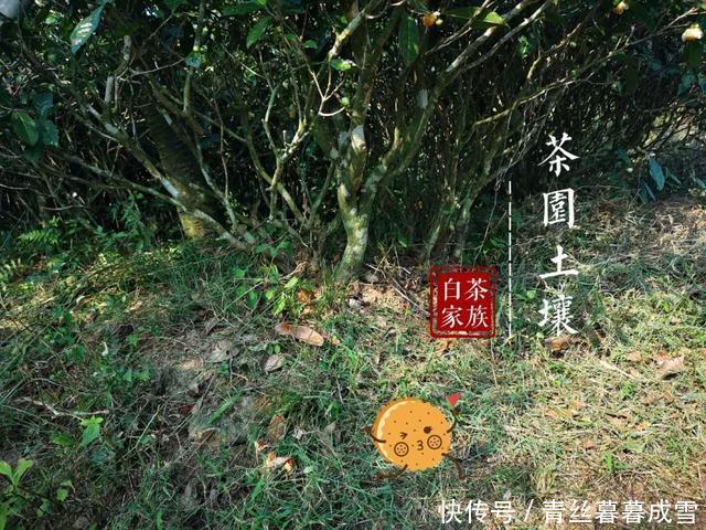 你也陷入了泡白茶的迷局吗温水和沸水,哪个才是最适合的水温