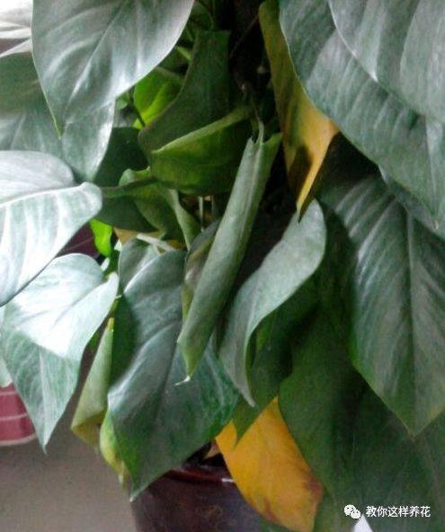 叶子|花草叶子发黄,10种原因最常见,第二种最常见!