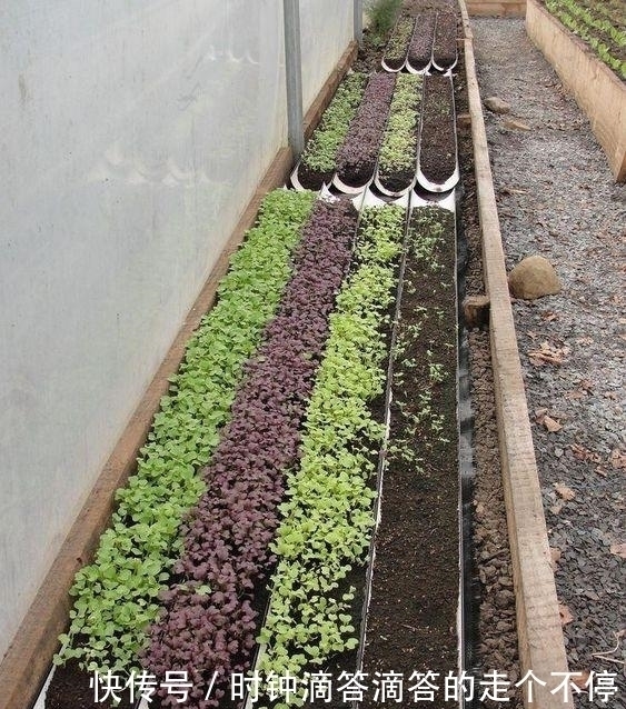 纱布袋|都是自家种菜，邻居大叔直接用纱布袋几十天一丰收，多的还能拿去卖