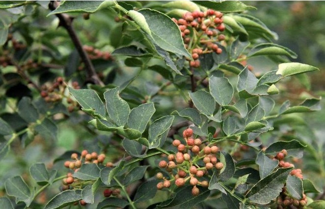 利尿消炎|专家讲解：常吃以下3种野菜，能清热解毒、利尿消炎，不妨一试