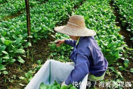 备孕|备孕怀孕要多吃,帮助胎儿大脑发育,被称补叶酸小能手