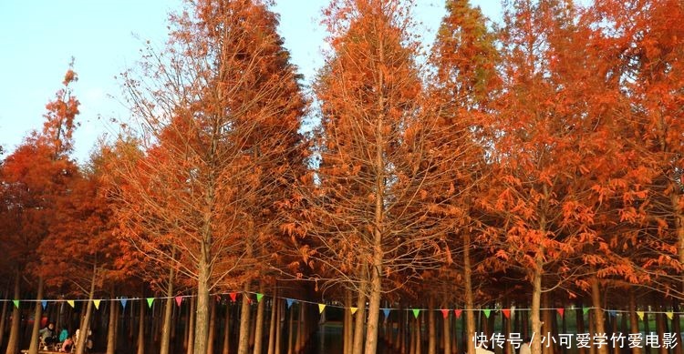 昆明|水杉林里划船，滇池湖畔欣赏睡美人，海洪湿地风景真美！