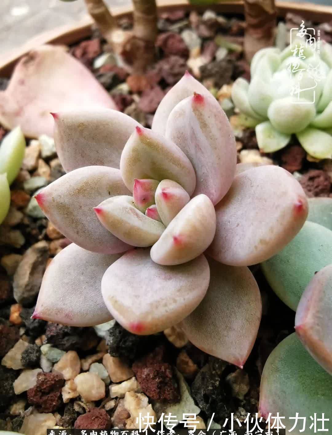 锦晃星|时光不再,人心在,多肉在!